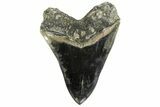 Fossil Megalodon Tooth - Collector Quality Indonesia Meg #234632-3